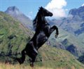 Young Black Stallion - Photo Gallery
