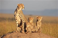 African Cats - Photo Gallery