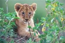 African Cats - Photo Gallery