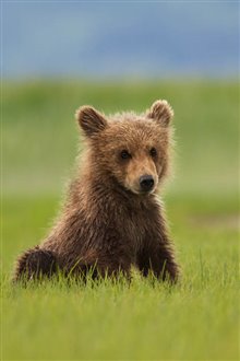 Bears - Photo Gallery