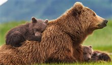 Bears - Photo Gallery