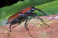 Bugs!  A Rainforest Adventure 3D - Photo Gallery