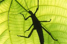 Bugs!  A Rainforest Adventure 3D - Photo Gallery