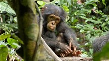Chimpanzee - Photo Gallery