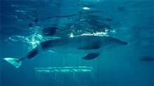Dolphin Tale 3D - Photo Gallery