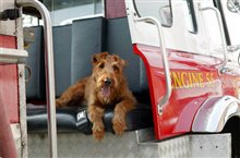 Firehouse Dog - Photo Gallery
