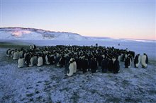 March of the Penguins - Photo Gallery