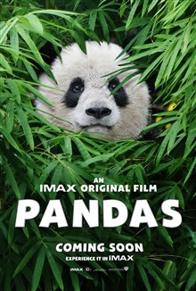 Pandas - Photo Gallery