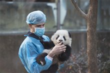 Pandas: The IMAX Experience - Photo Gallery