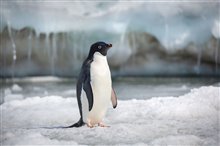 Penguins - Photo Gallery