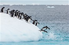 Penguins - Photo Gallery