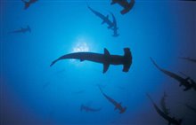 Sharkwater - Photo Gallery