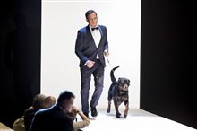 Show Dogs - Photo Gallery