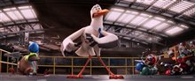 Storks - Photo Gallery