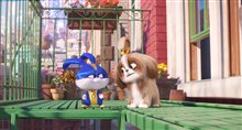 The Secret Life of Pets 2 - Photo Gallery