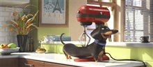 The Secret Life of Pets 3D - Photo Gallery
