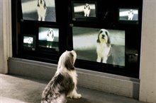 The Shaggy Dog - Photo Gallery