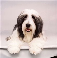 The Shaggy Dog - Photo Gallery