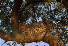 Wild Safari 3D: A South African Adventure - Photo Gallery