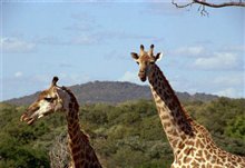 Wild Safari 3D: A South African Adventure - Photo Gallery