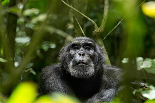 Chimpanzee - Photo Gallery