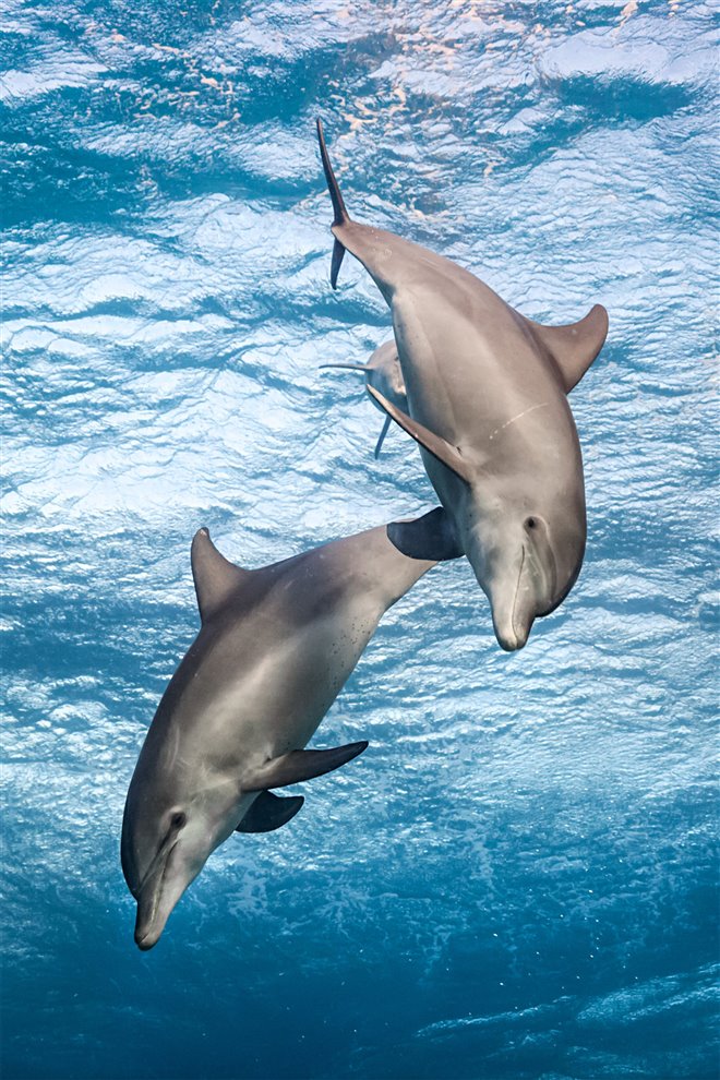 Dolphin Reef (Disney+) - Photo Gallery