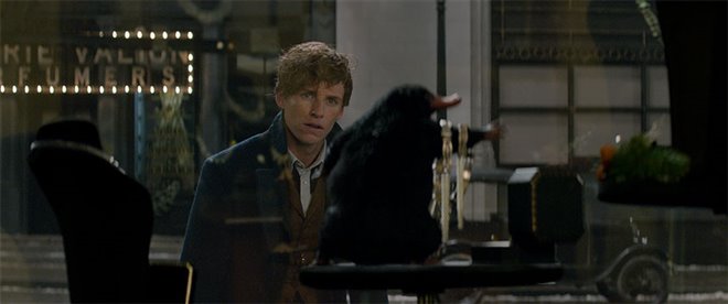 Fantastic Beasts and Where to Find Them: An IMAX 3D Experience - Photo Gallery