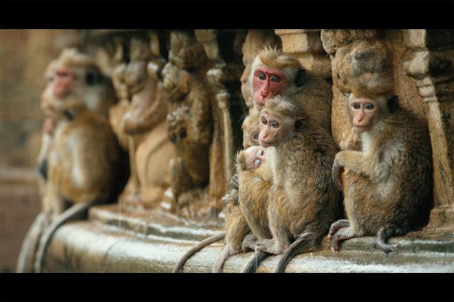 Monkey Kingdom - Photo Gallery