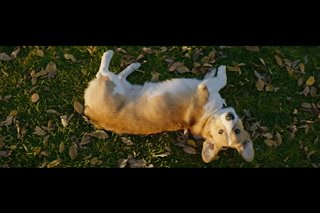 A Dog's Purpose Movie Clip - "Maya Gets Tino To Chase Ball"