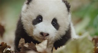 Born in China - Earth Day Trailer