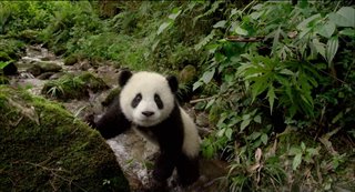 Pandas - Trailer