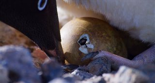 'Penguins' Movie Clip - "New Arrivals"