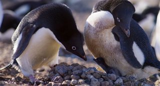 'Penguins' Movie Clip - "Sharing Duties"