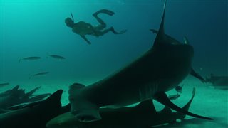 Sharkwater Extinction - Teaser