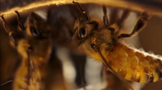 'The Pollinators' Trailer