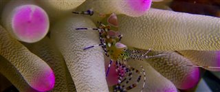'Wonders of the Sea 3D' Trailer