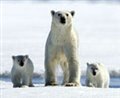 Arctic Tale - Photo Gallery