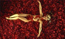 American Beauty - Photo Gallery