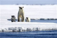 Arctic Tale - Photo Gallery