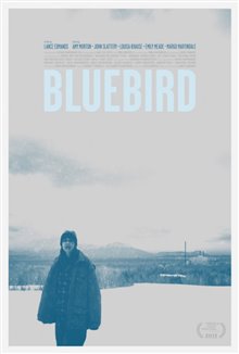 Bluebird - Photo Gallery