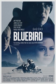 Bluebird - Photo Gallery