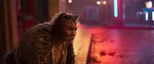 Cats - Photo Gallery