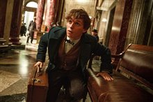 Fantastic Beasts and Where to Find Them - Photo Gallery