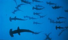 Island Of The Sharks - Photo Gallery