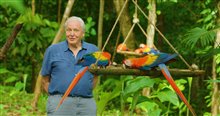 Life in Color with David Attenborough (Netflix) - Photo Gallery
