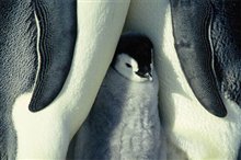 March of the Penguins - Photo Gallery