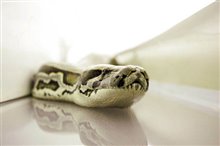 Snakes on a Plane - Photo Gallery