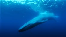 The Loneliest Whale: The Search for 52 - Photo Gallery