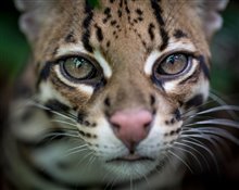 Wildcat (Prime Video) - Photo Gallery