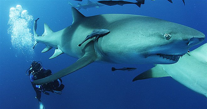 Sharkwater Extinction - Photo Gallery